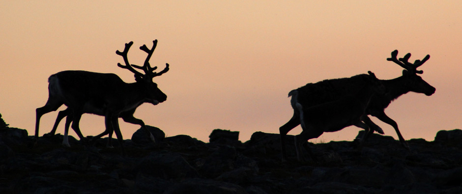 Oppdag reinsdyr, lassokasting og samiske delikatesser
